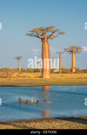 Avenue of the baobabs, Madagascar Stock Photo