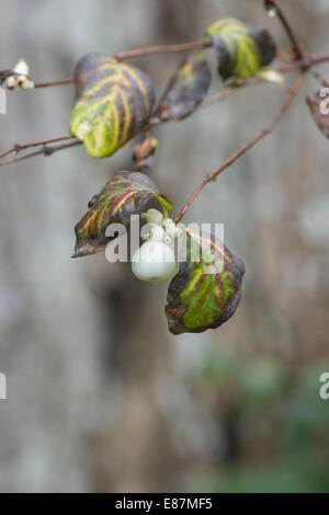 Symphoricarpos albus. Common Snowberry in autumn Stock Photo