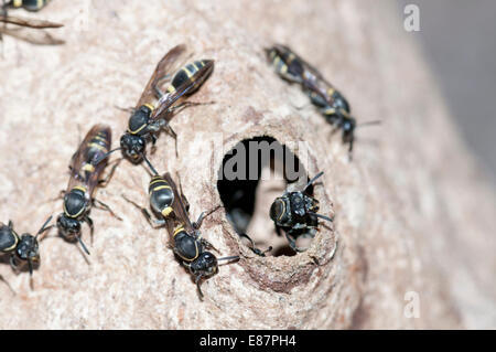 The entrance to a Mexican wasp nest hanging from a gulley wall near Laguna Maria.  Species unidentified Stock Photo