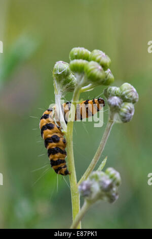 Cinnabar (Tyria jacobaeae) moth larva reaching the flower Llanymynech, Wales, UK, Europe, August Stock Photo