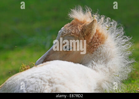 American Miniature Horse, foal, Germany Stock Photo