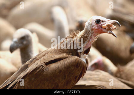 (141002) -- VICTORIA FALLS, Oct. 2, 2014 (Xinhua) - Over a hundred vultures feed on restaurant left-over meat at Victoria Falls Safari Lodge on the verge of the Zambezi National Park, Victoria Falls, Zimbabwe, Sept. 29, 2014. Vulture-feeding is an unique tourist experience that has been offered by the lodge since the late 1990s. More than 100 vultures in the Zambezi National Park make their daily visits to the lodge at lunch-time, swooping down on the restaurant left-over meat dumped on an open ground just in front of the lodge's restaurant. The blanket descending of hundreds of vultures and t Stock Photo