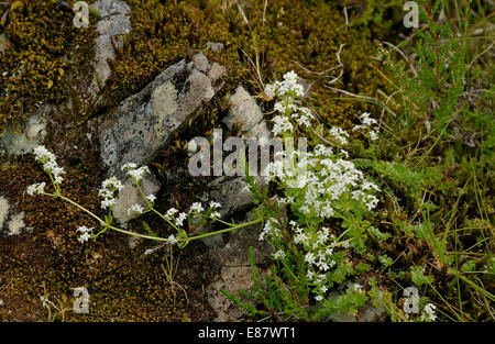 Heath Bedstraw - Galium saxatile Growing among rock & moss Stock Photo