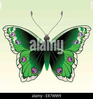 Vector Illustration of detailed Brightly coloured butterfly. Stock Vector