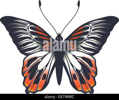 Vector Illustration of detailed Brightly coloured butterfly. Stock Vector