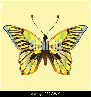 Vector Illustration of detailed Brightly coloured butterfly. Stock Vector