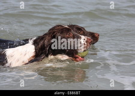 working type english springer and cocker spaniels swimming in the sea Stock Photo