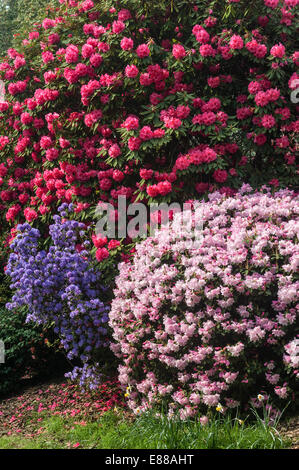 Caerhays Castle garden, Cornwall, in springtime. Rhododendron 'High Sheriff' (top) and R. 'Sir Charles Butler' with R. 'Saint Tudy' (left) Stock Photo