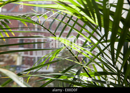 View through a dirty window pane, Lindener marketplace, Hanover, Lower Saxony, Germany, Europe Stock Photo