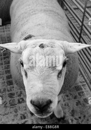 Texel ram Hereford livestock market Herefordshire UK Stock Photo