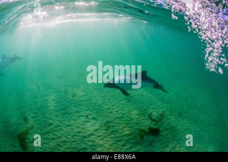 Adult Commerson's dolphin (Cephalorhynchus commersonii), underwater at Carcass Island, Falkland Islands, UK Stock Photo