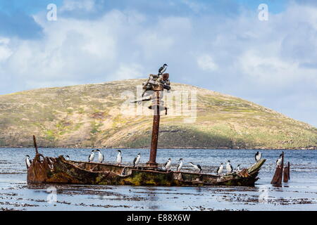 Adult imperial shags (Phalacrocorax atriceps) on rusting shipwreck on New Island, West Falkland Islands, UK Stock Photo