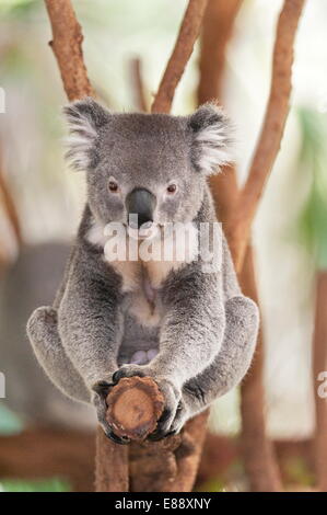 Koala (Phascolarctos Cinereous) sitting on eucalyptus tree branch, Brisbane, Queensland, Australia, Pacific Stock Photo
