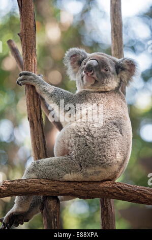 Koala (Phascolarctos Cinereous) resting in tree, Lone Pine Koala Sanctuary, Brisbane, Queensland, Australia, Pacific Stock Photo