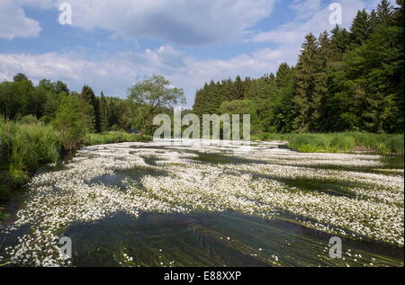 Water crowfoot (Ranunculus fluitans), The Semois River, Semois Valley, Belgian Ardennes, Wallonia region, Belgium, Europe Stock Photo