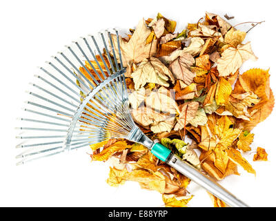 Pile of dead fall leaves swept by metal fan rake shot on white Stock Photo