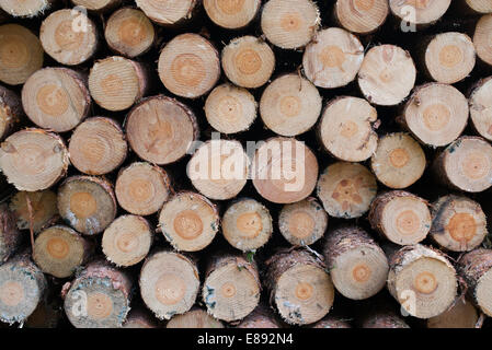 Stack of felled pine trees pattern. UK Stock Photo