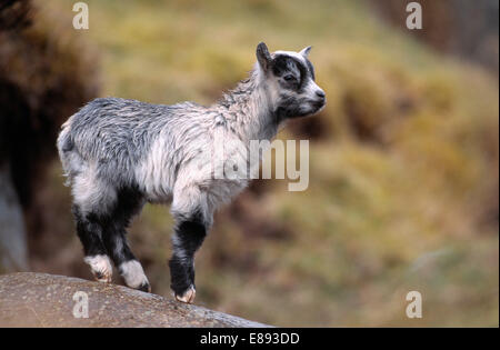 Goat - Capra hircus Stock Photo