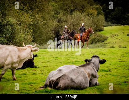 Battle, East Sussex, UK. 2nd October, 2014. Norman Cavalry scouts arrived at Battle Abbey today after a two day ride from Pevensey Castle ahead of English Heritage's Battle of Hastings re-enactment, which returns to Battle Abbey on the 11th and 12th October. The riders travelled approximately 17 miles over two days, from the area where the invading Norman army landed at the end of September 1066, to the battle site.  The soldiers navigate cattle near Battle Abbey. Credit:  Jim Holden/Alamy Live News Stock Photo