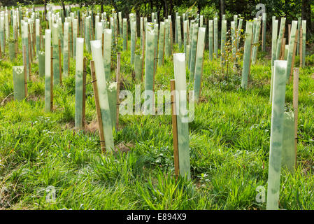 YOUNG TREES PLANTED IN ROWS AND GROWN WITHIN PROTECTIVE PLASTIC TUBES CALLED TREESHELTERS OR TULEY TUBES Stock Photo