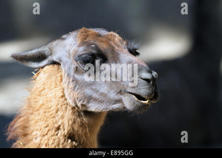 Portrait of Llama from South America in the zoo Stock Photo