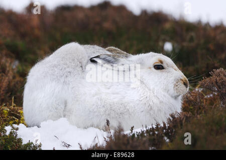 Mountain Hare - Lepus timidus Stock Photo