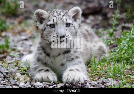 A snow leopard cub lying watchfully on the ground. Stock Photo