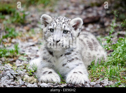 A lone snow leopard cub lying on the ground whilst watching the surrondings. Stock Photo