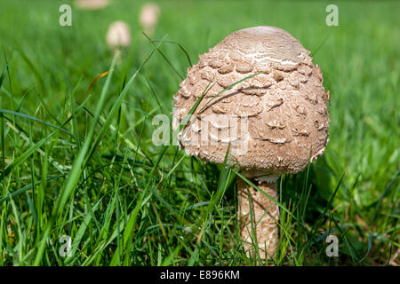 Macrolepiota procera Parasol Mushroom, excellent edible mushrooms in grassy meadow garden lawn grass fungi growing mushrooms garden Stock Photo