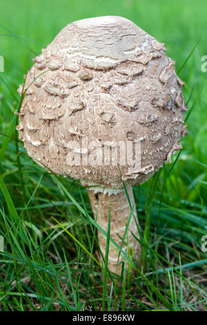 Macrolepiota procera Parasol Mushroom, excellent edible mushrooms in grassy meadow garden lawn grass, growing mushrooms garden Stock Photo