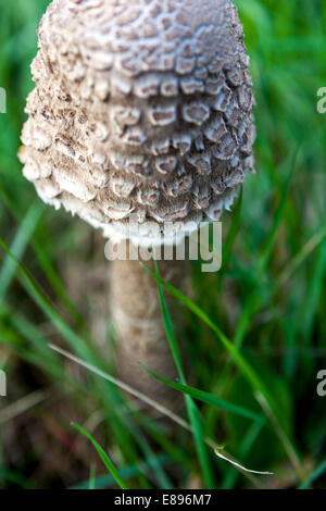 Macrolepiota procera Parasol Mushroom, excellent edible mushrooms in grassy meadow garden lawn grass hat Stock Photo