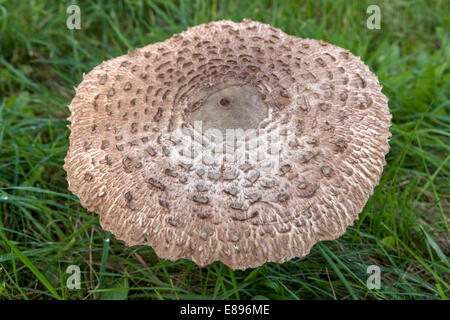 Macrolepiota procera Parasol Mushroom, excellent edible mushrooms in grassy meadow garden lawn grass Stock Photo