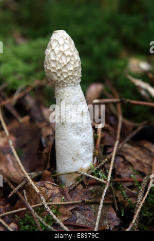 Prangenberg village, Germany, Common Stinkhorn Stock Photo