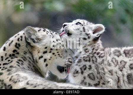 Snow leopard mother cuddling with cub Stock Photo - Alamy