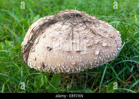 Macrolepiota procera Parasol Mushroom, excellent edible mushrooms in grassy meadow garden lawn grass Stock Photo