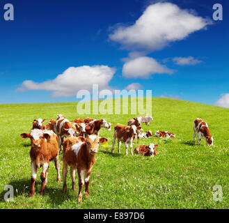 Grazing calves on green hill Stock Photo