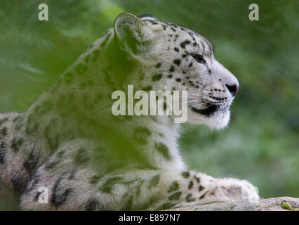 Proud female snow leopard through foliage Stock Photo