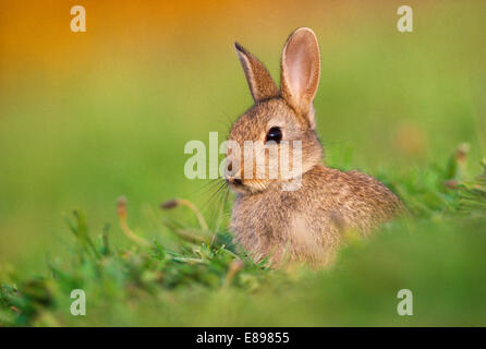 Rabbit - Oryctolagus cuniculus Stock Photo