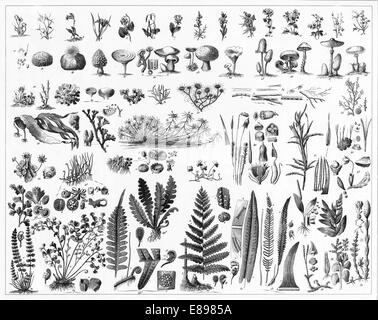 Engraved illustrations of Algae and Fungi  from Iconographic Encyclopedia of Science, Literature and Art, Published in 1851. Stock Photo