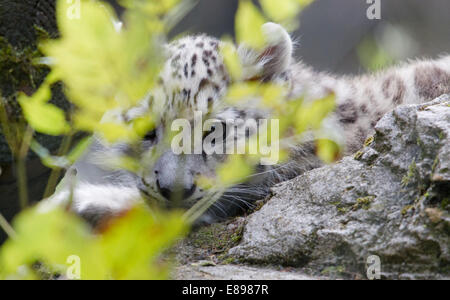 Cute snow leopard cub hiding behind leaves Stock Photo