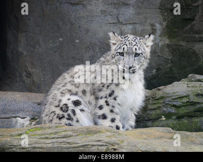 Snow leopard cub sitting. Stock Photo