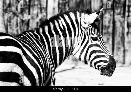 Black and White Zebra Portrait Stock Photo