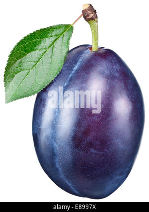 One plum with leaf isolated on a white background. Clipping path. Stock Photo