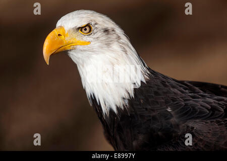 American bald eagle Haliaeetus leucocephalus, Stock Photo