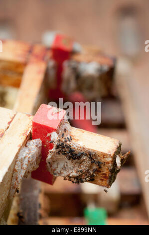 Wax moth damage on national bee hive frames Stock Photo