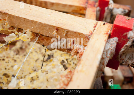 Wax moth damage on national bee hive frames Stock Photo