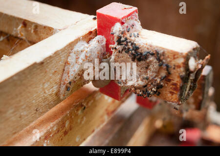 Wax moth damage on national bee hive frames Stock Photo