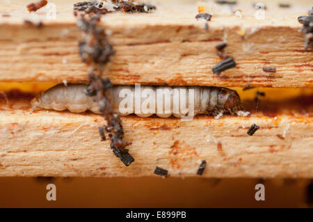 Wax moth damage on national bee hive frames Stock Photo