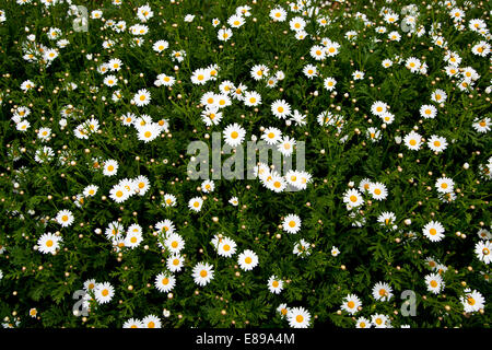 Daisy flower in the field Stock Photo