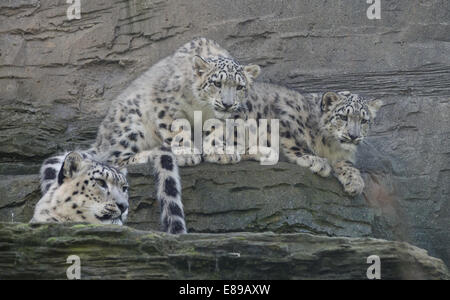 Snow leopards, Mother and two cubs on ledge Stock Photo